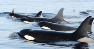 Killer whales swimming in a pod at the surface of the Salish Sea.