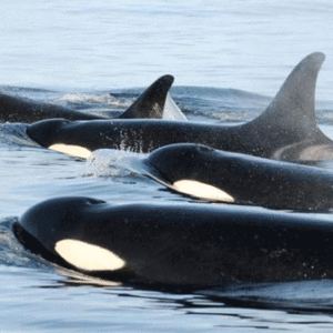Killer whales swimming in a pod at the surface of the Salish Sea.