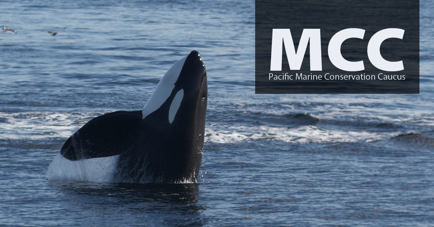 Pacific Marine Conservation Caucus logo floats beside a killer whale.