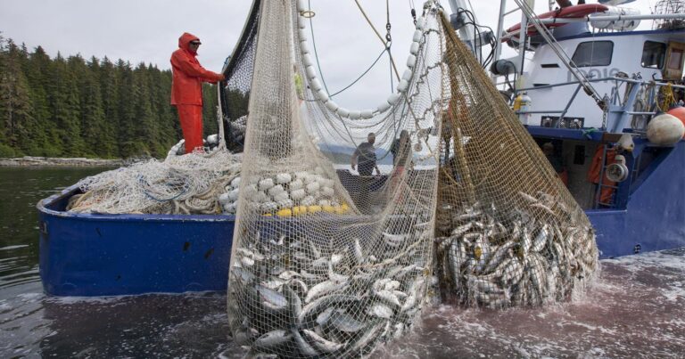 A fishing boat hauls in two large nets full of salmon onto the deck.